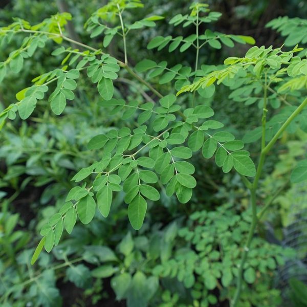 moringa plant-2307261_640